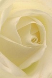 Immersed in the intimate heart of a creamy white rose, this image captures the softness and nuance beloved by Kingston upon Thames' floral artists. Each petal unfurls like a quiet promise-smooth, velvety, nearly translucent-with spiral inner layers that draw you deeper, evoking the reflective calm found along the Thames on a misty morning. Gentle, natural lighting imparts subtle shadows and shimmering cream highlights, accentuating every curve and whisper-light edge. The bouquet's atmosphere is serene and sincere, suitable for expressing sympathy, admiration, or marking a fresh beginning. There's a peaceful grace in this rose, reminiscent of moments in Canbury Gardens or the sense of community fostered in Kingston's local markets. Imagine its faint, sweet fragrance softly perfuming the air-a soothing presence for heartfelt occasions or meaningful tributes. Through the artistry of Florist Kingston upon Thames, the rose becomes a living gesture: tender, personal, and reflective of cherished emotions, ready to convey care and compassion throughout Kingston upon Thames and its welcoming neighbourhoods.